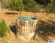 Pozo entre los pinos  en Cilleros, Sierra de Gata