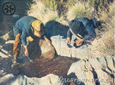 Bateadores en Descargamaría, Sierra de Gata.