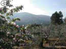 Paisaje  en Descargamaría, Sierra de Gata.