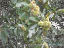 Flora  en Descargamaría, Sierra de Gata.