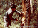 Resinero en Descargamaría, Sierra de Gata.