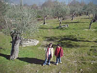 Olivares en Valverde del Fresno, Sierra de Gata,